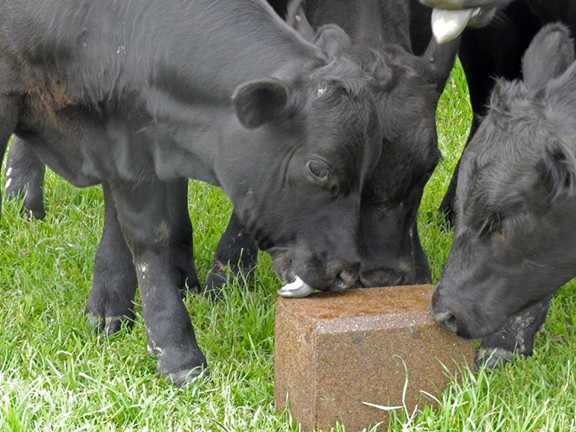 STOCKADE<sup>®</sup> Rabon<sup>®</sup> Fly Control Blocks provide safe and effective fly control and require no additional labor or feeders.